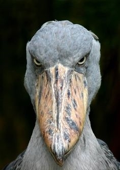 Featured image of post Angry Pelican Meme