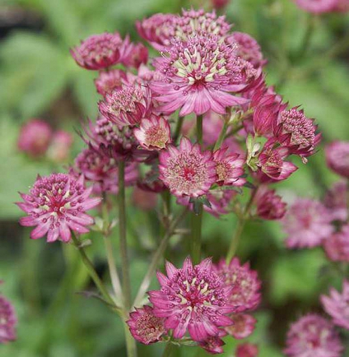 Featured image of post Astrantia Major Colors