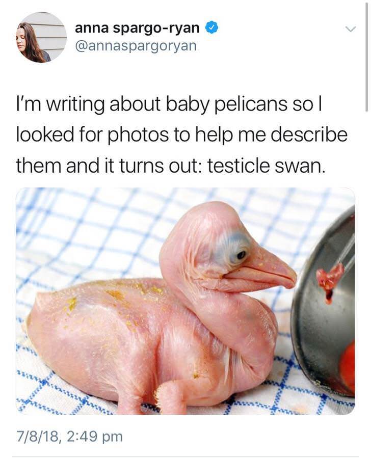 Featured image of post Baby Pelican Meme