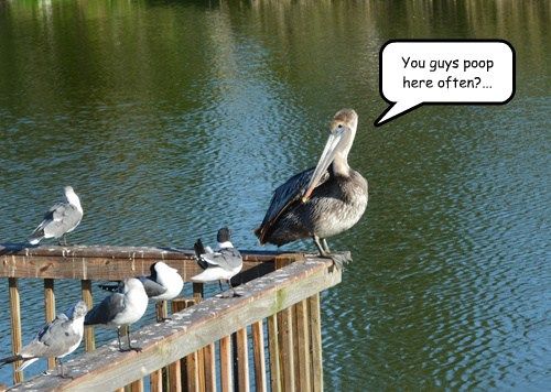 Featured image of post Funny Pelican Memes