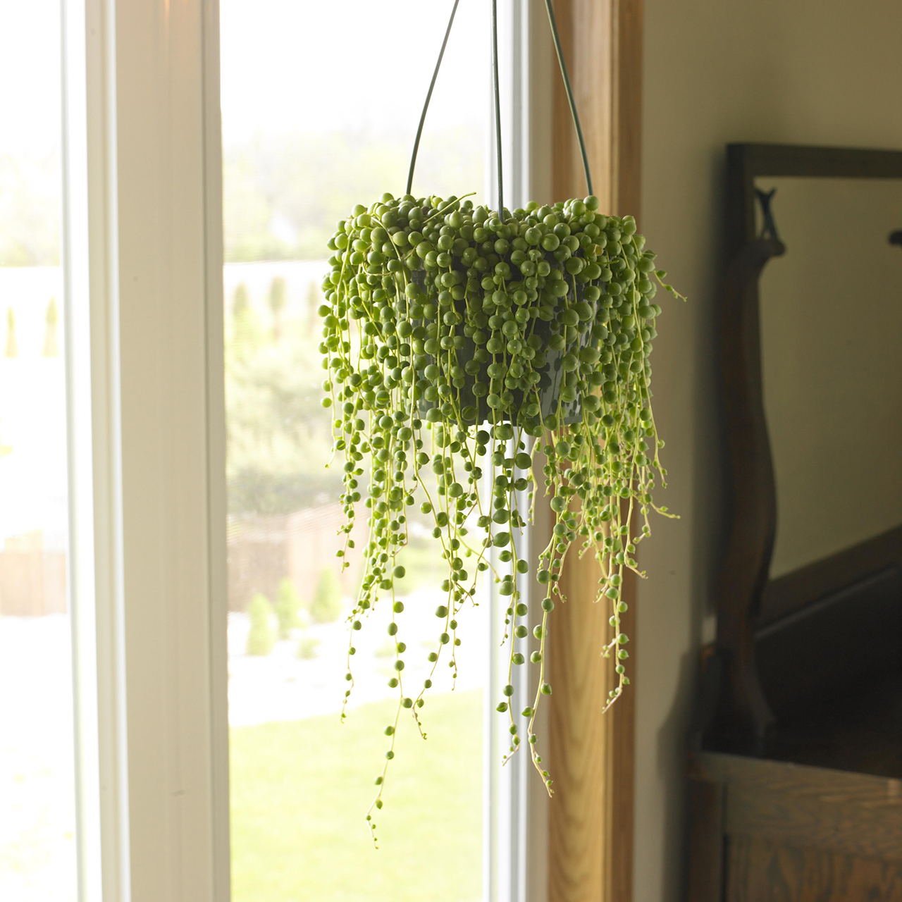 Featured image of post Hanging Indoor Plants Images