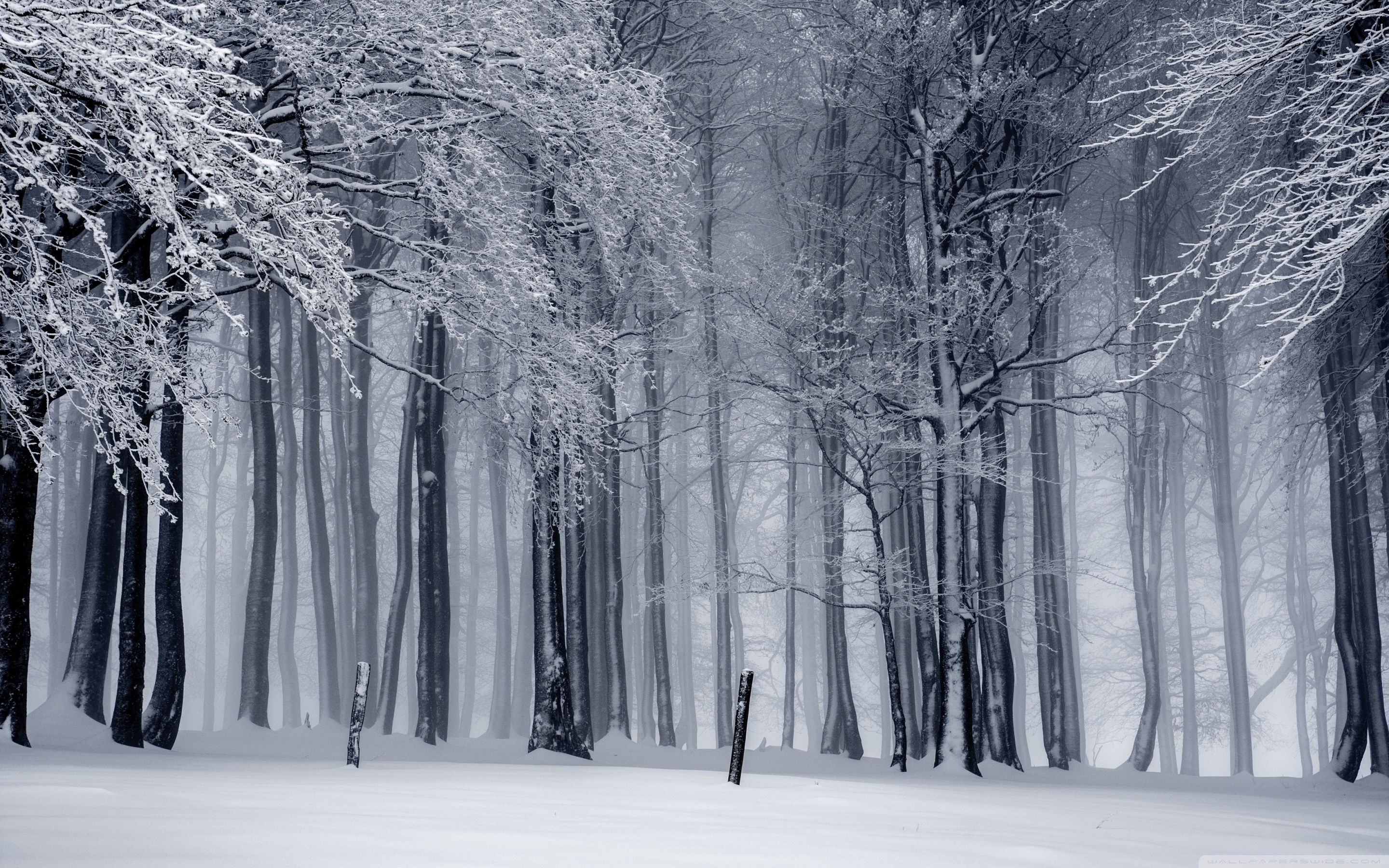 Featured image of post High Resolution Snow Forest Background