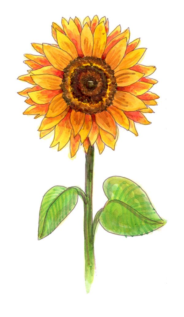 Featured image of post How To Color A Sunflower