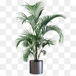 Featured image of post Indoor Plants Images Png