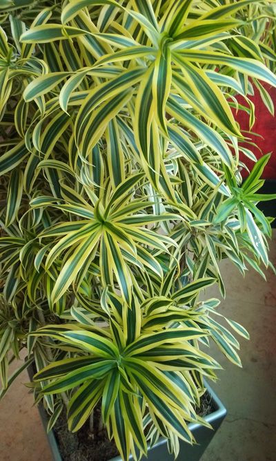 Featured image of post Indoor Plants Images With Names In India