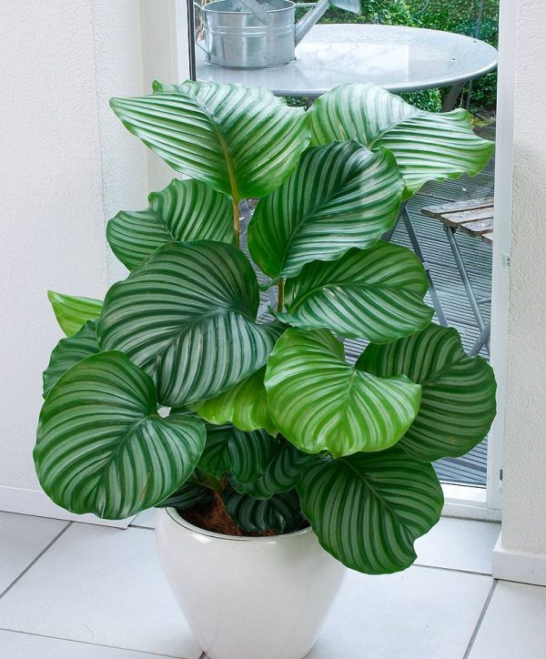 Featured image of post Indoor Plants Images With Names