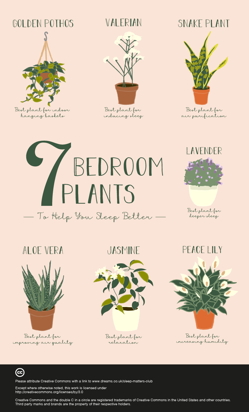 Featured image of post Nice Plants For Bedroom