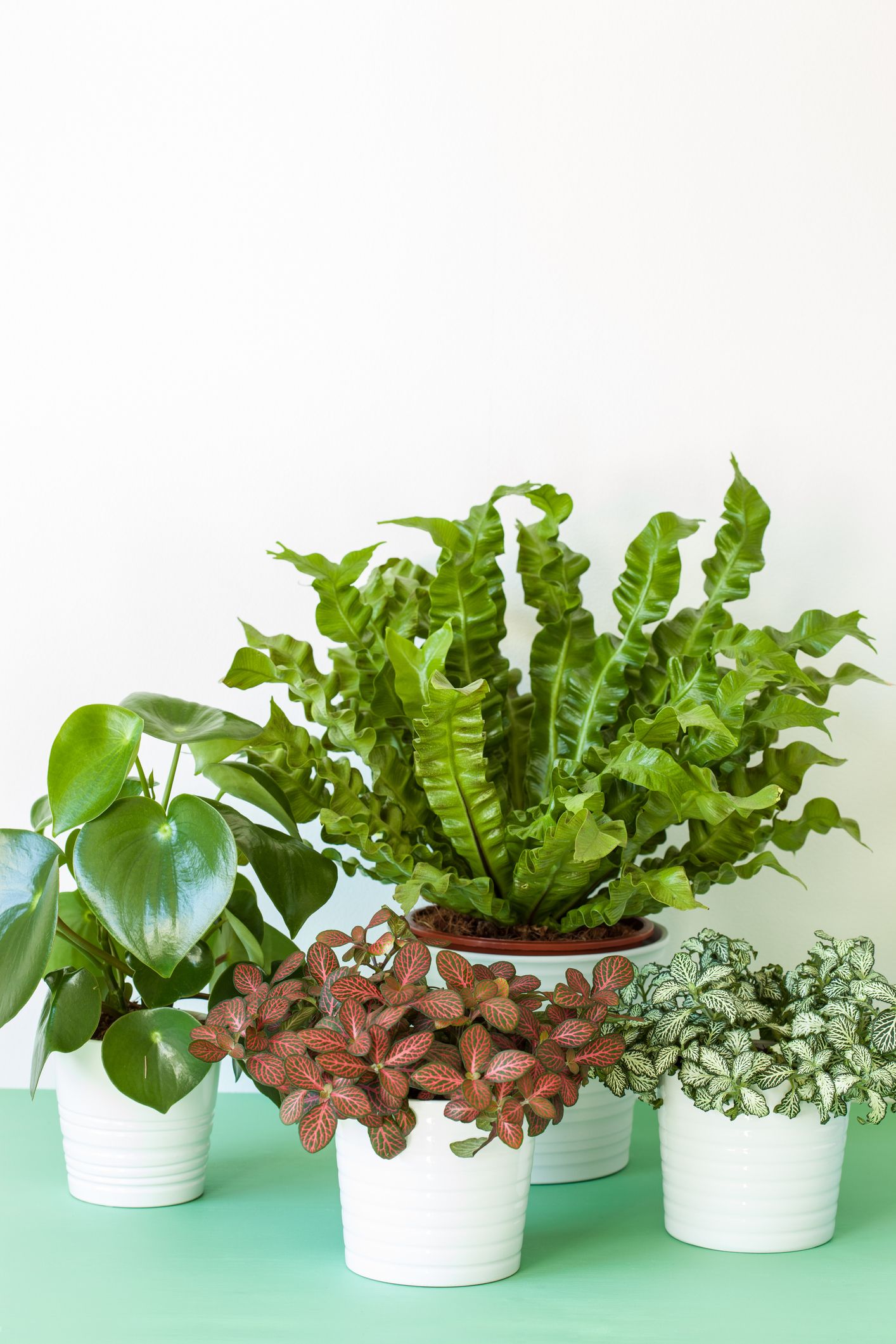 Featured image of post Nice Plants For Indoors