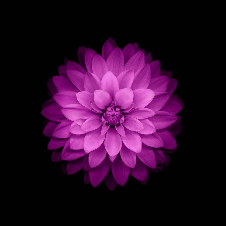 Featured image of post Purple Iphone Floral Backgrounds