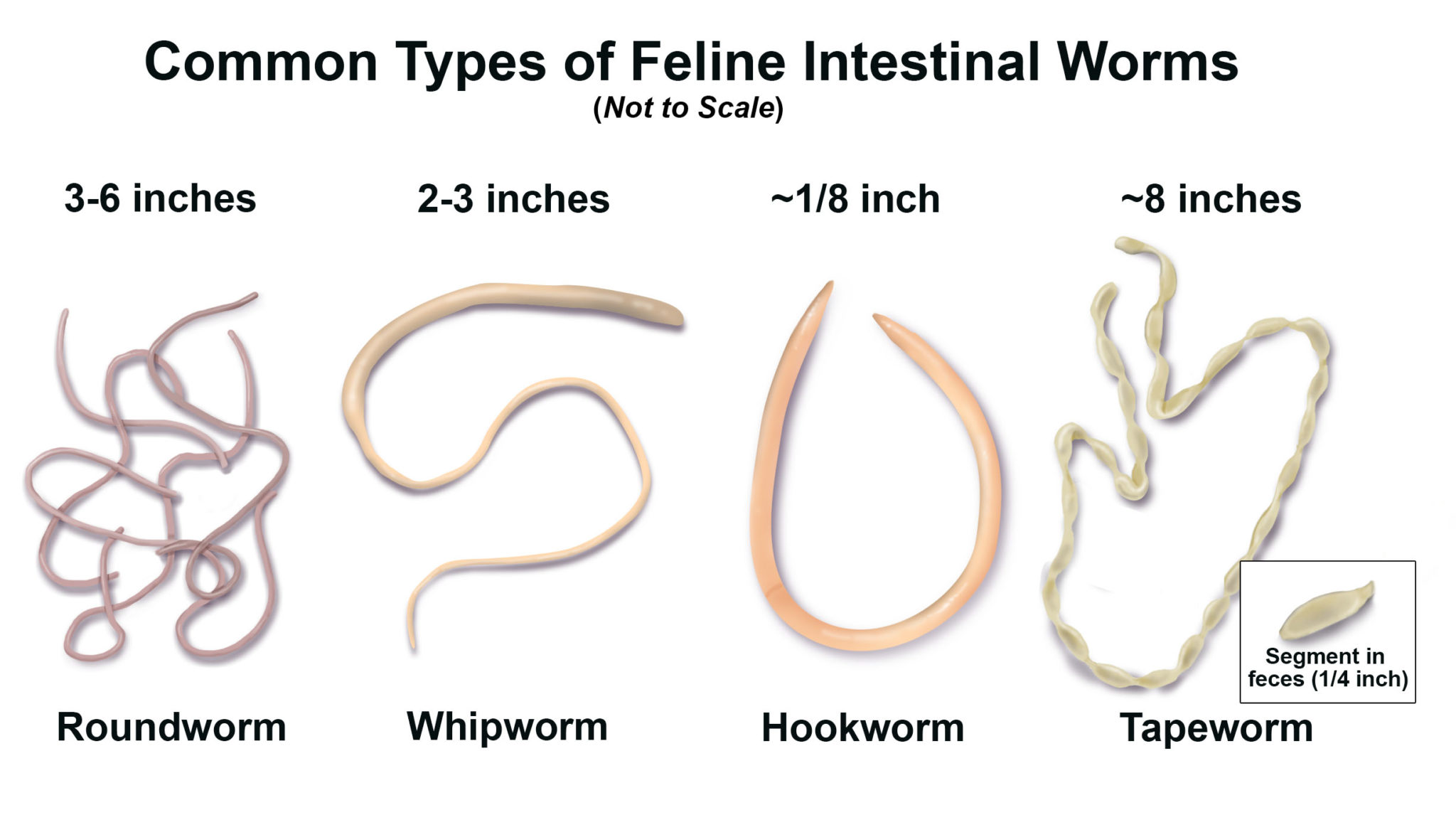 Featured image of post Roundworm Tapeworms In Cats Pictures